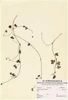 藏品(山牻牛兒苗)的圖片